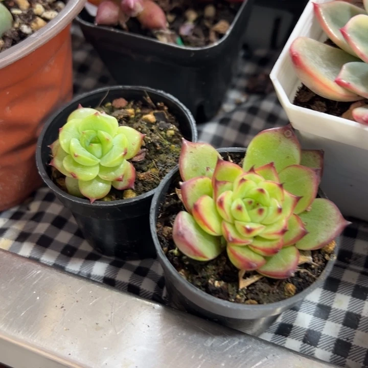 月亮石多肉植物三颗