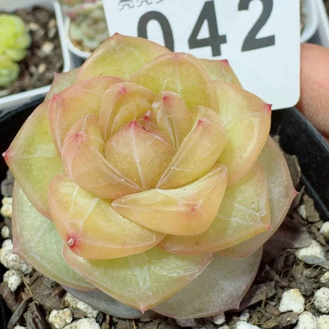 玛瑙珍妮         精品多肉