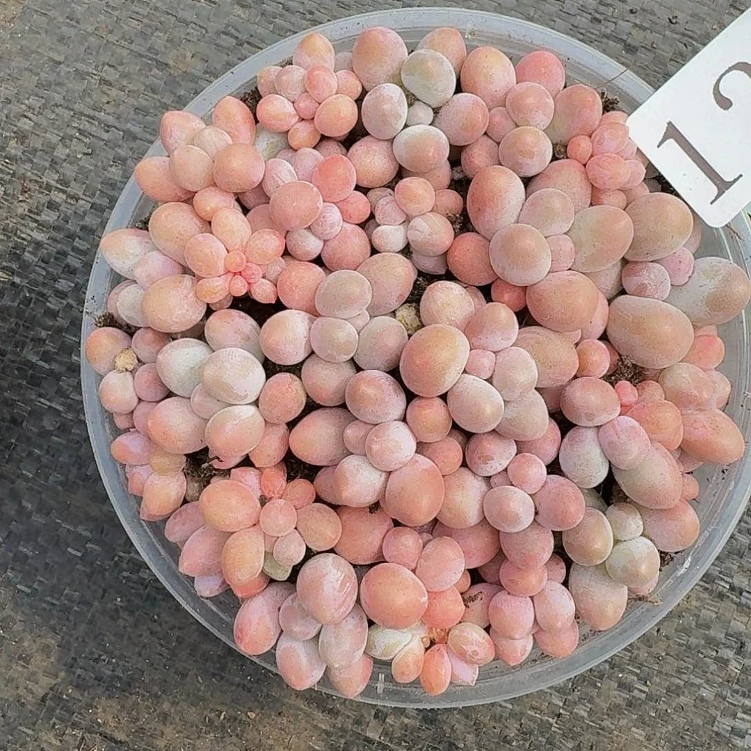 多肉植物多肉植物124