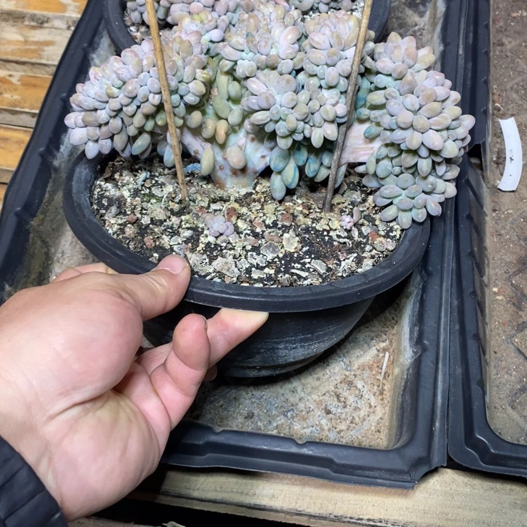 啊军喵多肉汤圆缀20盆