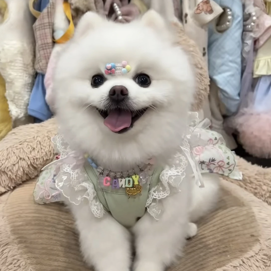 小宝宠物服饰专属No退No换