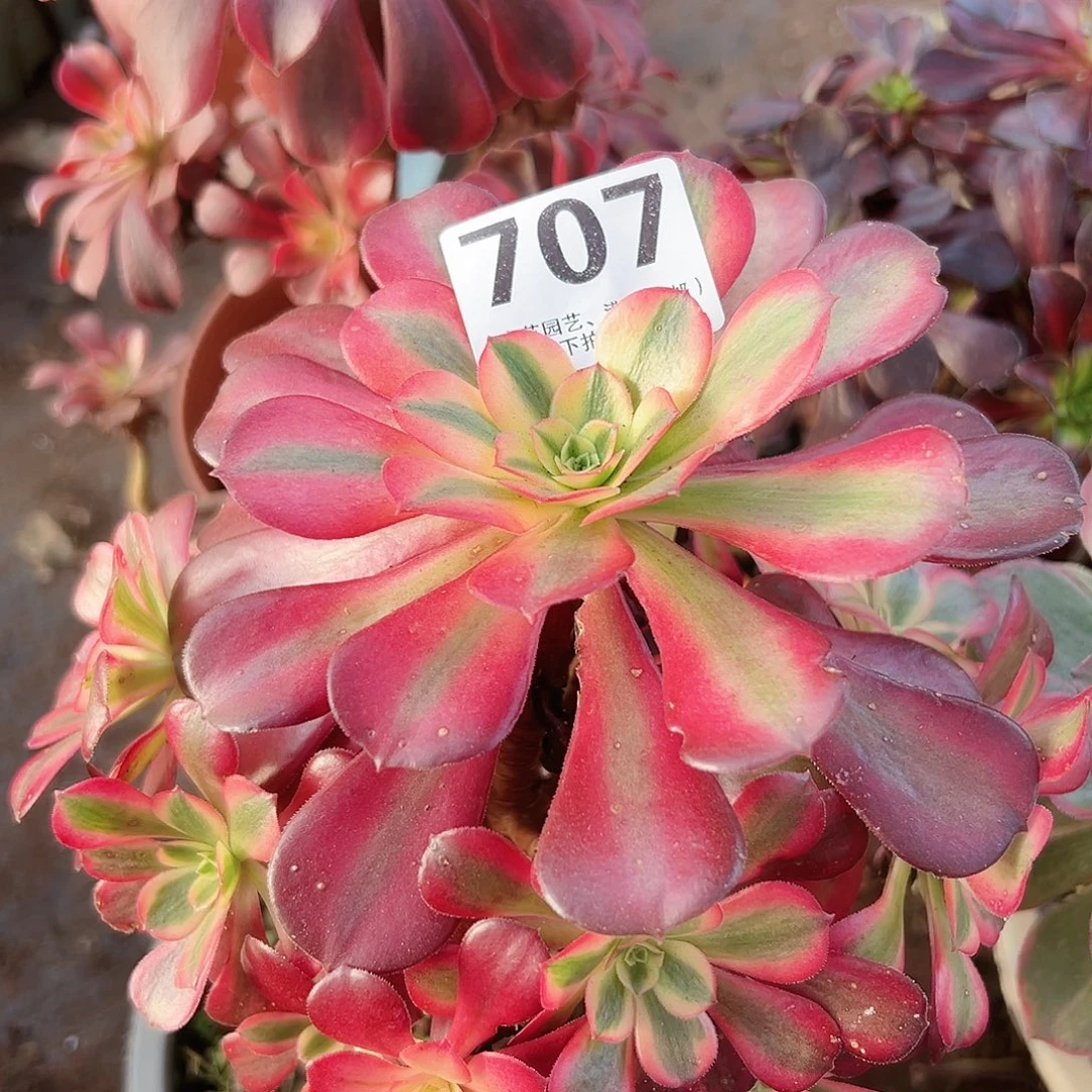 美杜莎老桩707多肉植物