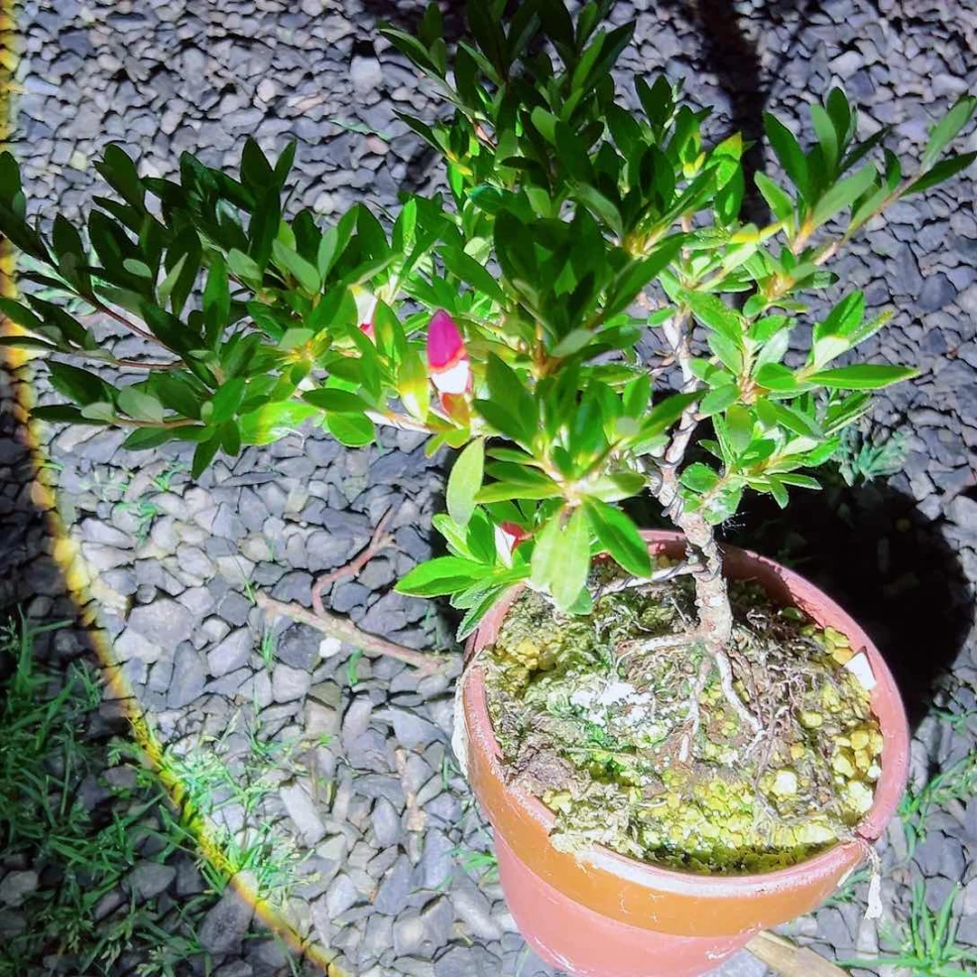 无花朵正**木盆景皋月杜鹃花舞鼓0097