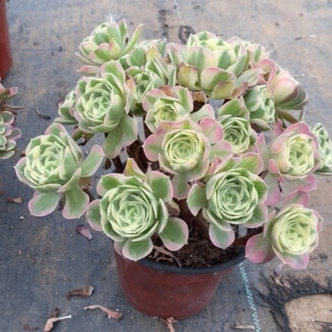 雨花石多肉植物026