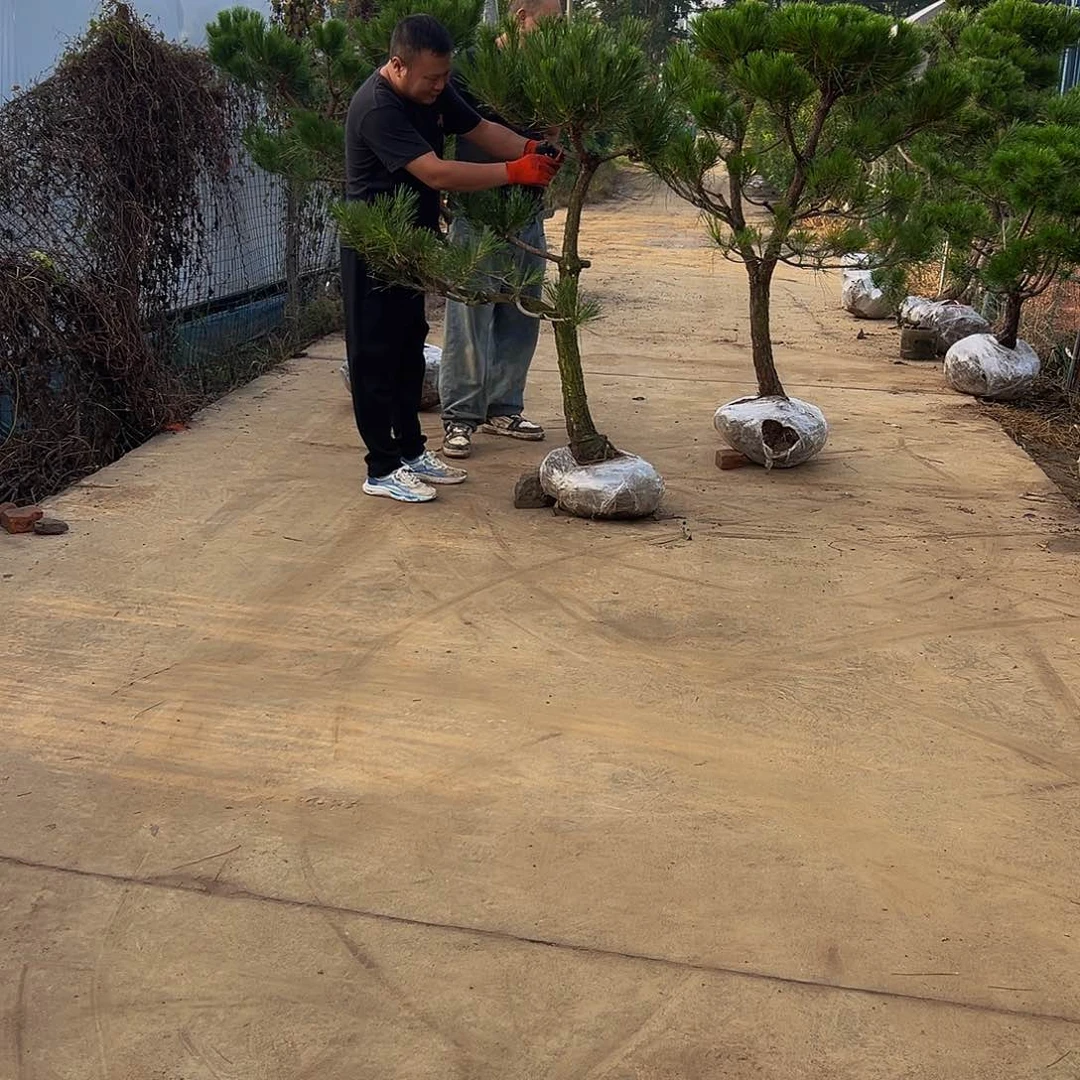 无花朵汉*仔88888888888888