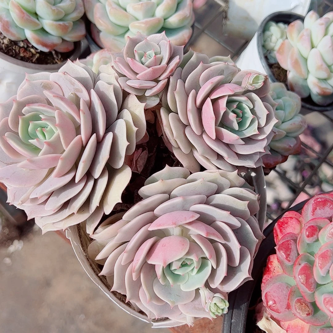 露娜莲多头群生精品特价