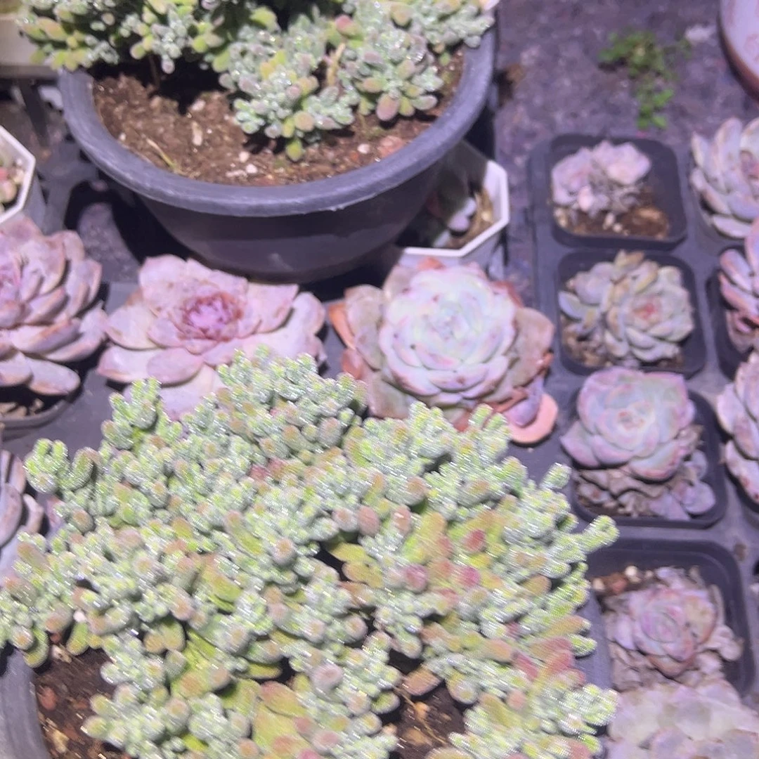 *****枝干番杏大盆冰晶两个