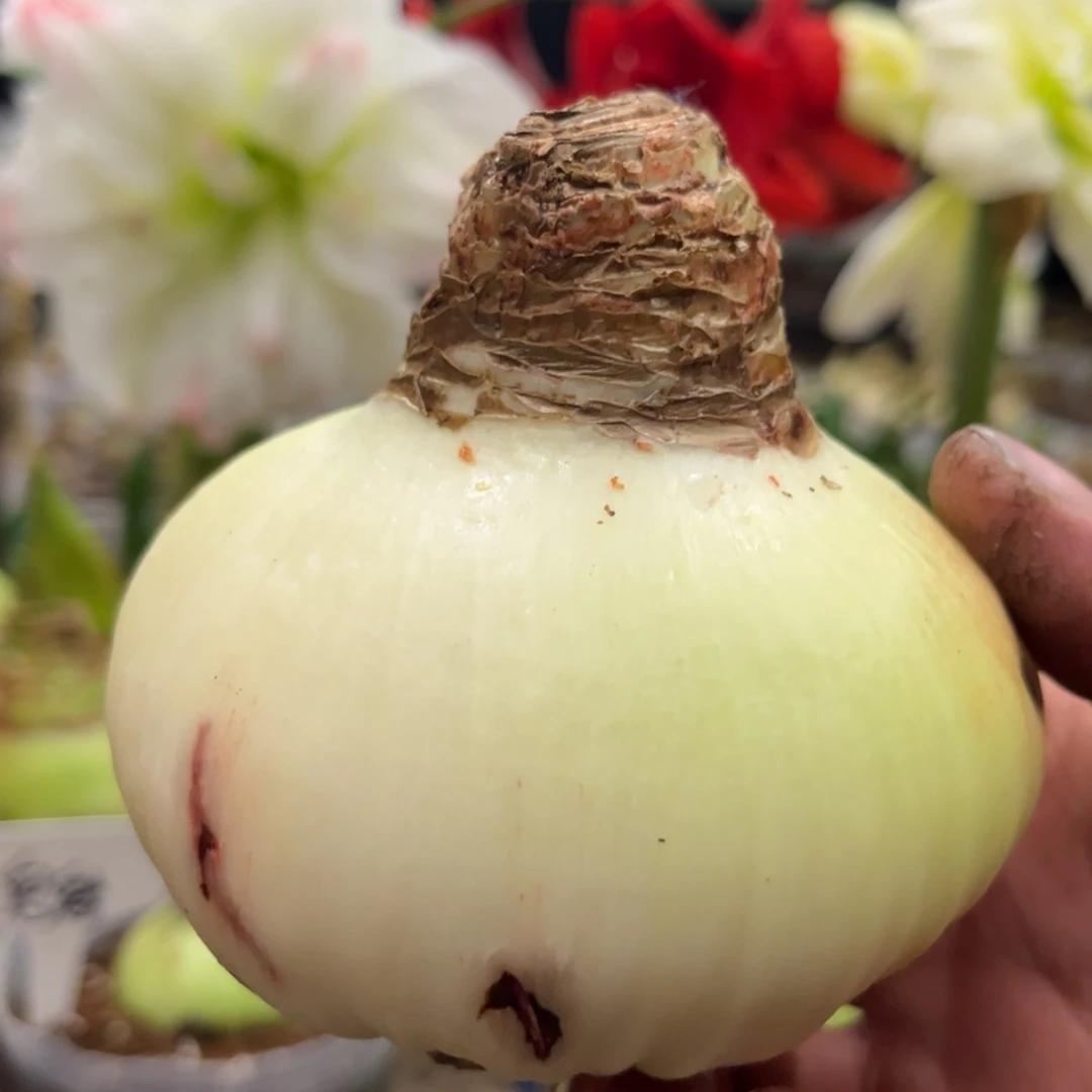 安***7玛丽琳朱顶红发货不带盆