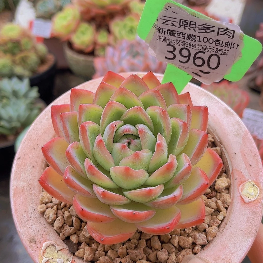 3960东云杂。