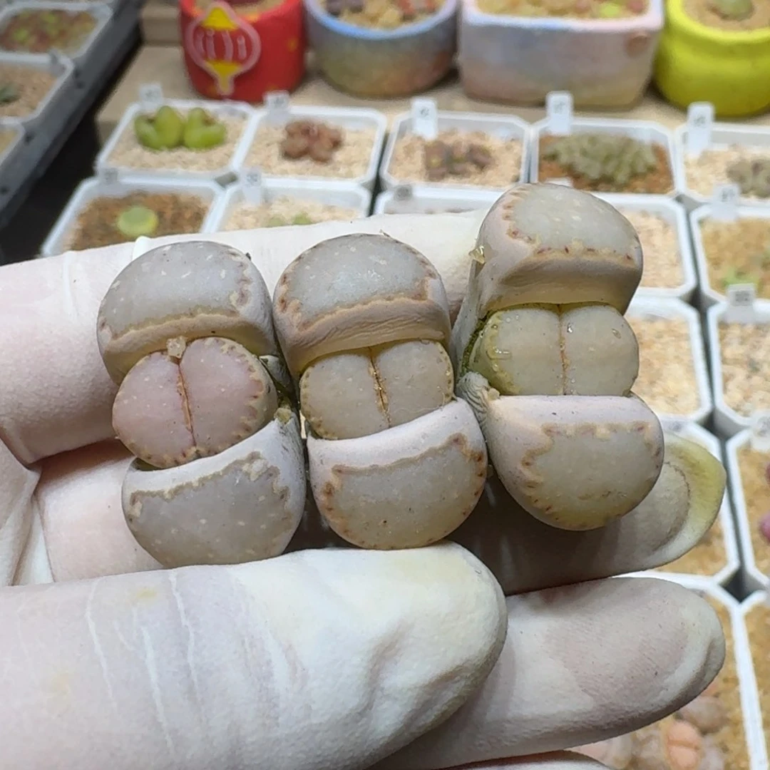 煮**茶0216-14饼干编号162a