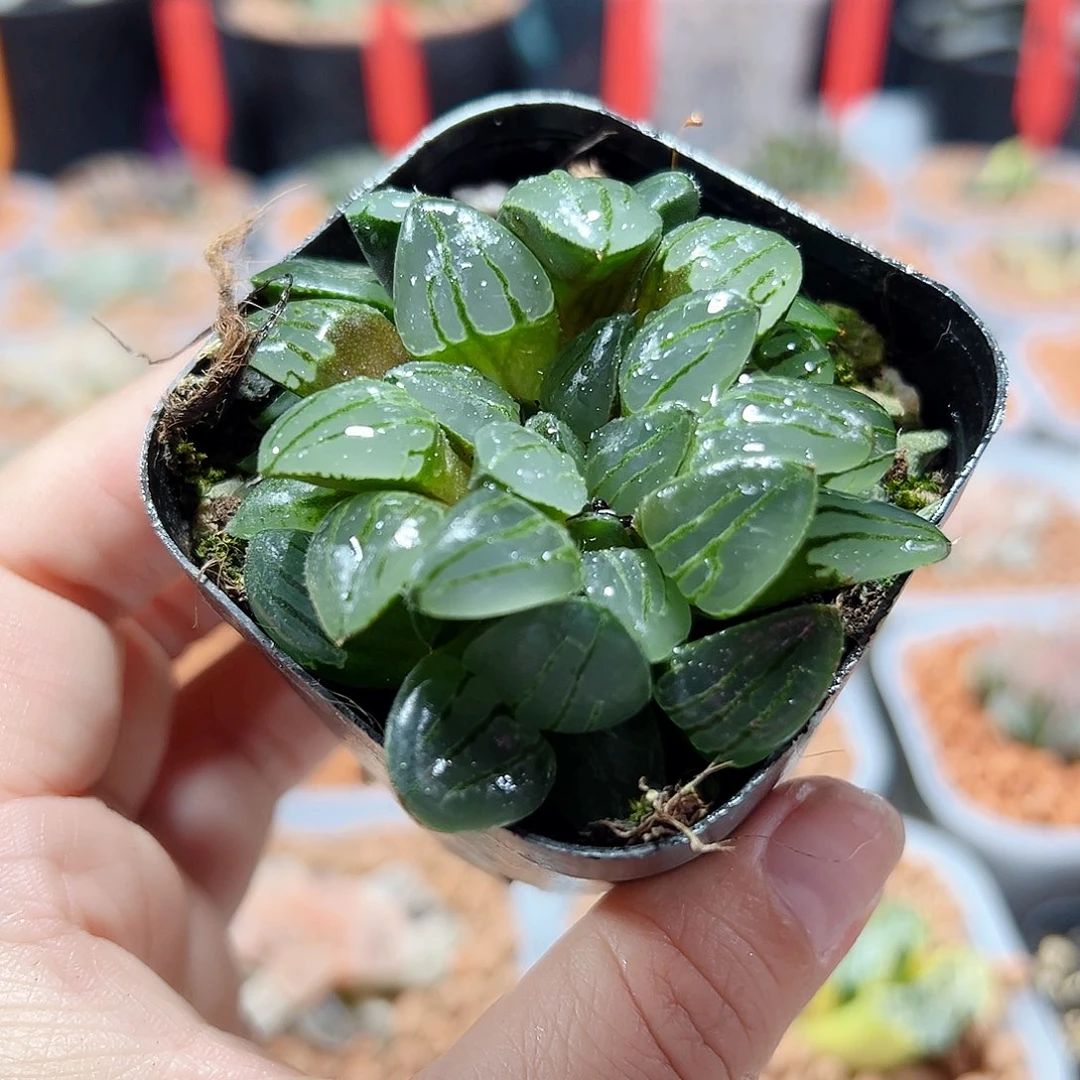 十二卷多肉翠虎缀化