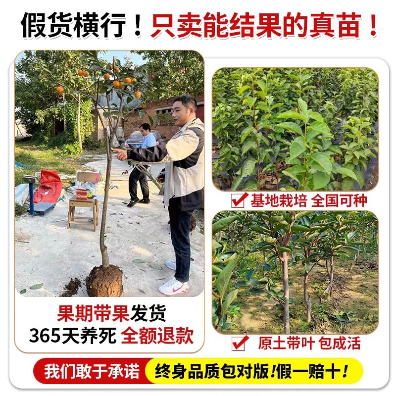 柿子树苗嫁接南北方种植地栽火晶柿太秋脆甜柿子树果苗树当年结果