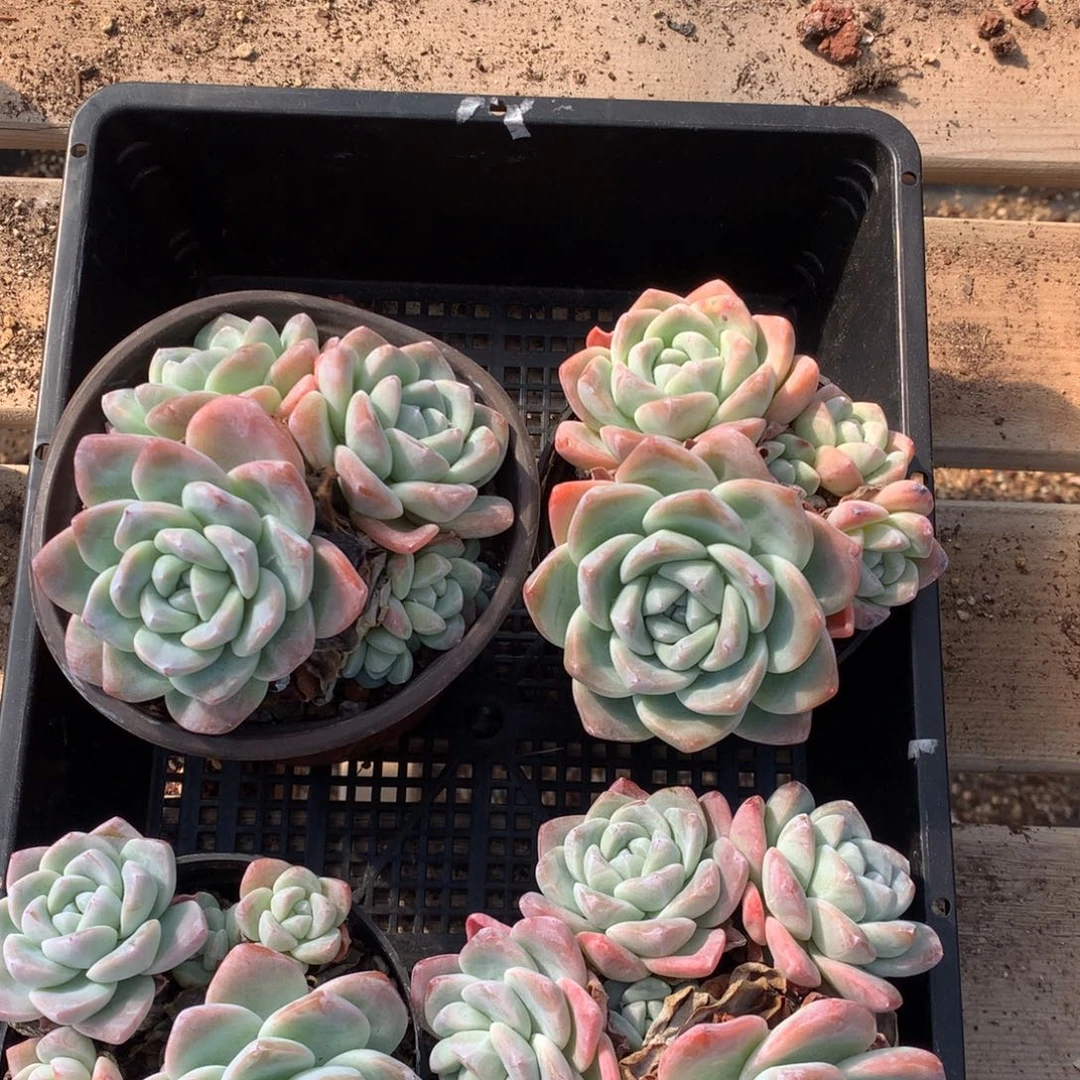 一物一框拍 1118-M17 群生不包整4颗