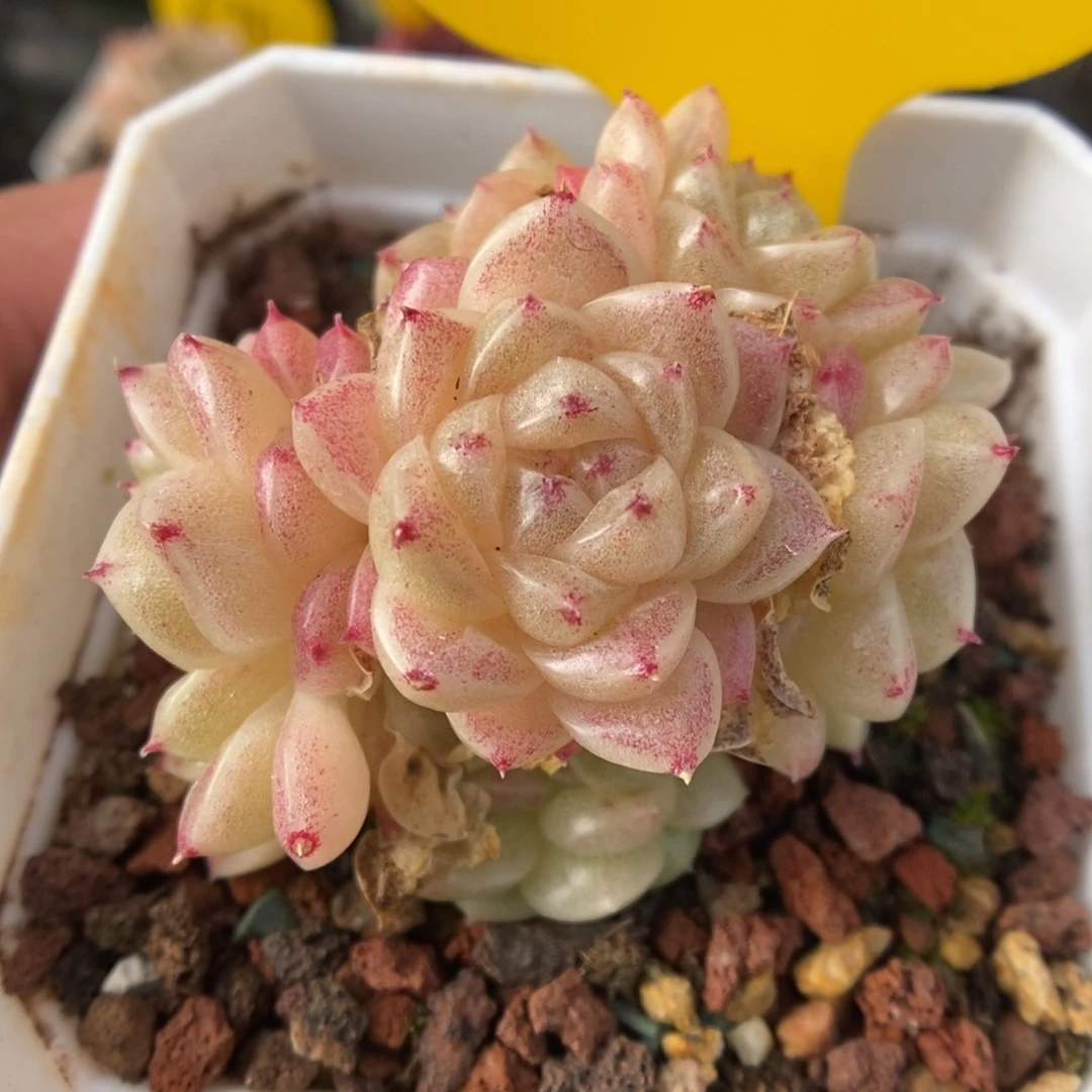 丽丽麦秆群生可拍4781号。