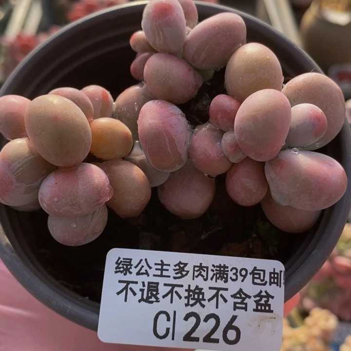 腰子桃蛋7cm226多肉植物