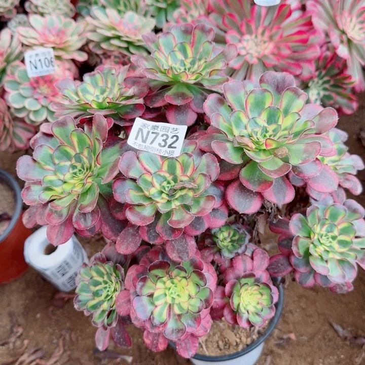 732冰激凌官服25左右2