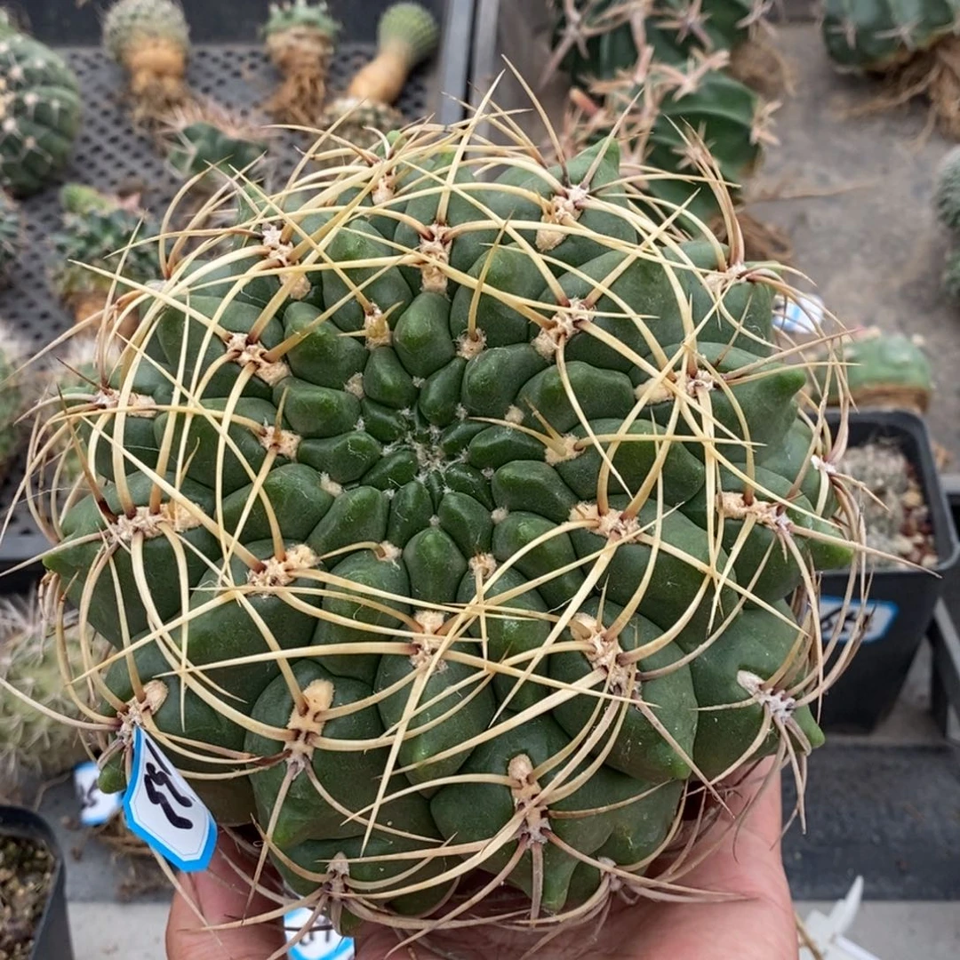 植播园艺云龙母本