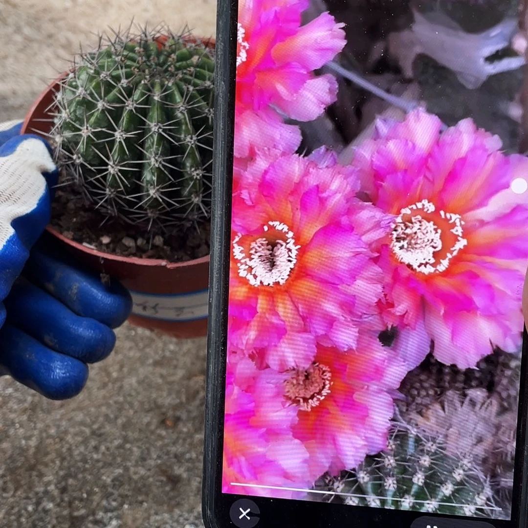 彩云自根球6公分以上满18包邮