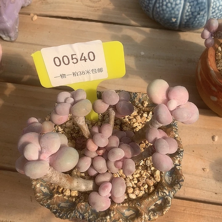 00540，不涂抹于哦哦哦装修