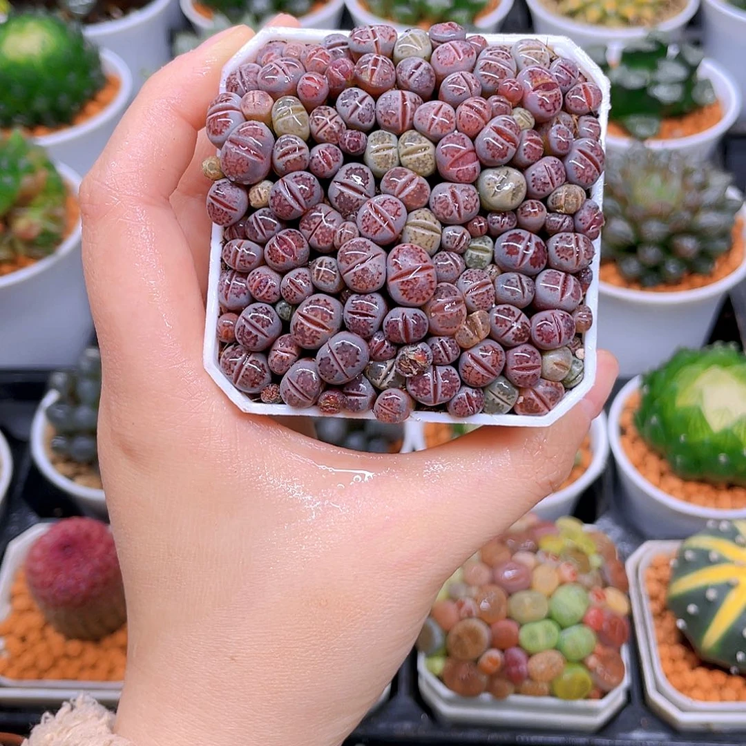 生石花，紫色，白盆