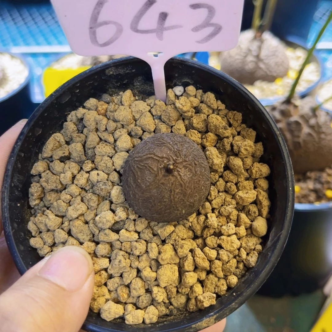 643龟甲龙2.8cm86866889