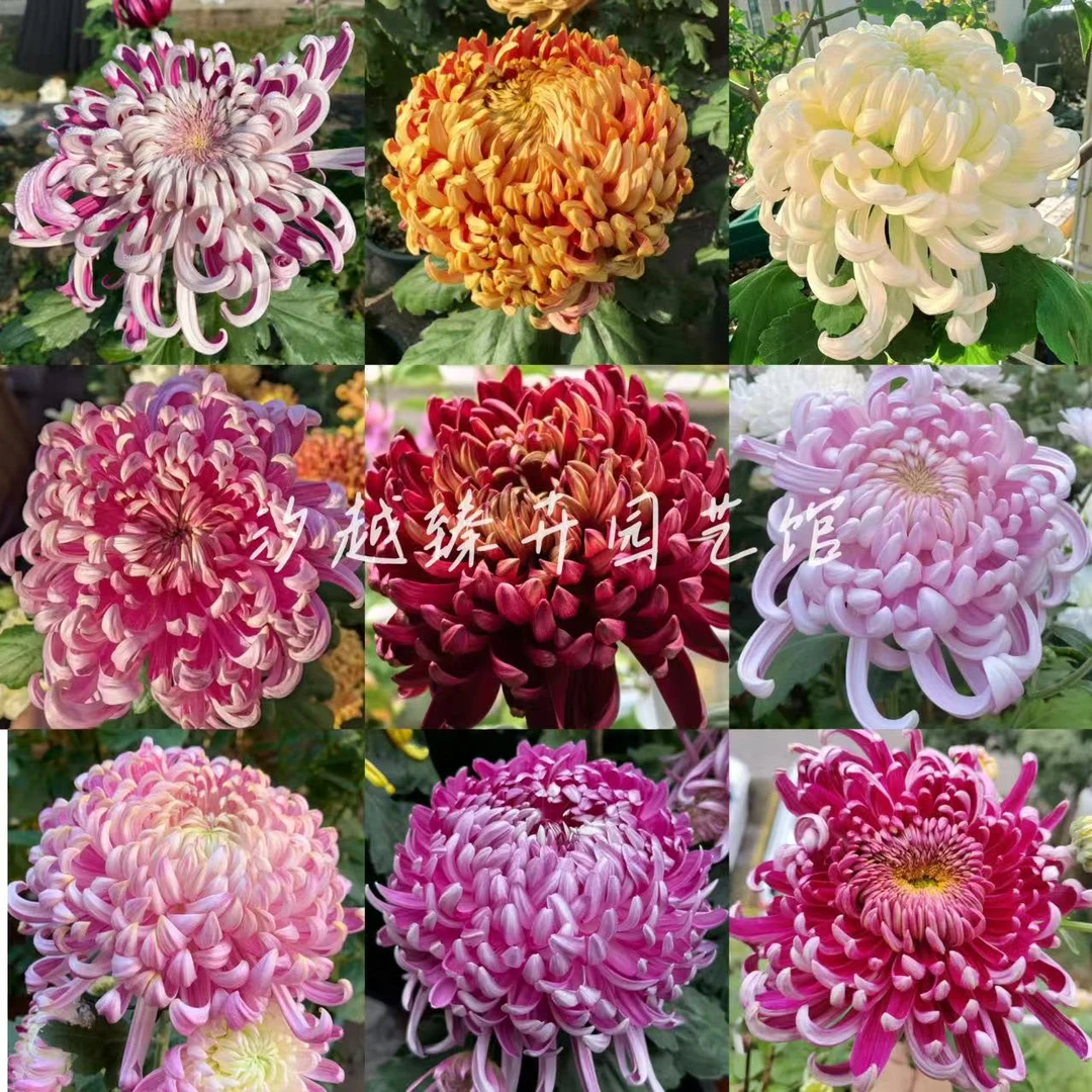 精品大花菊花苗盆栽地栽耐寒耐热多年生花卉