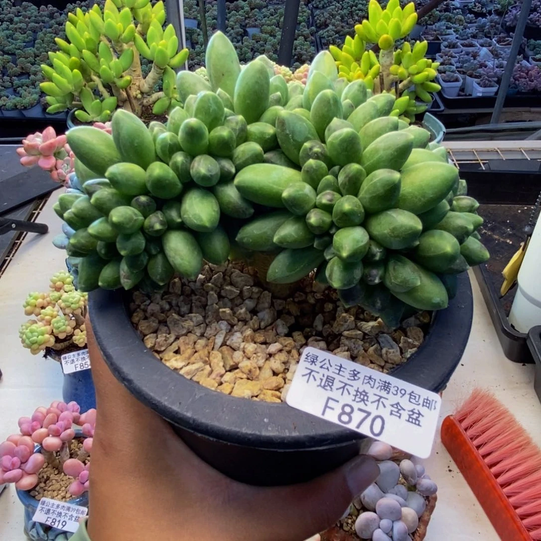 870香蕉树缀多肉10m