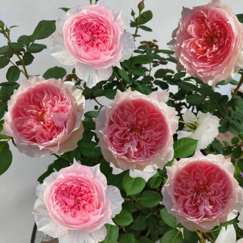 莫妮卡戴维月季花苗四季盆栽玫瑰开花特大花藤本花树爬藤小苗欧月