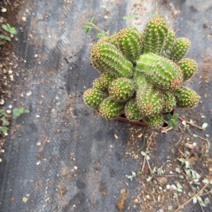 白檀仙人掌群生743