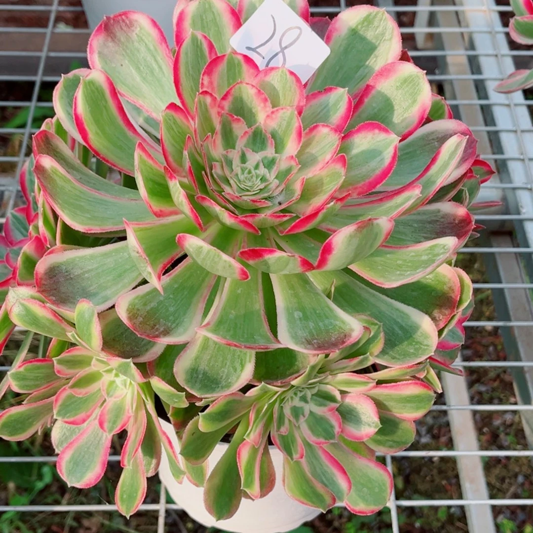 一物一拍多肉法师28