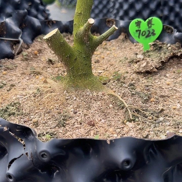 魔***心直播间八房柑一物一拍