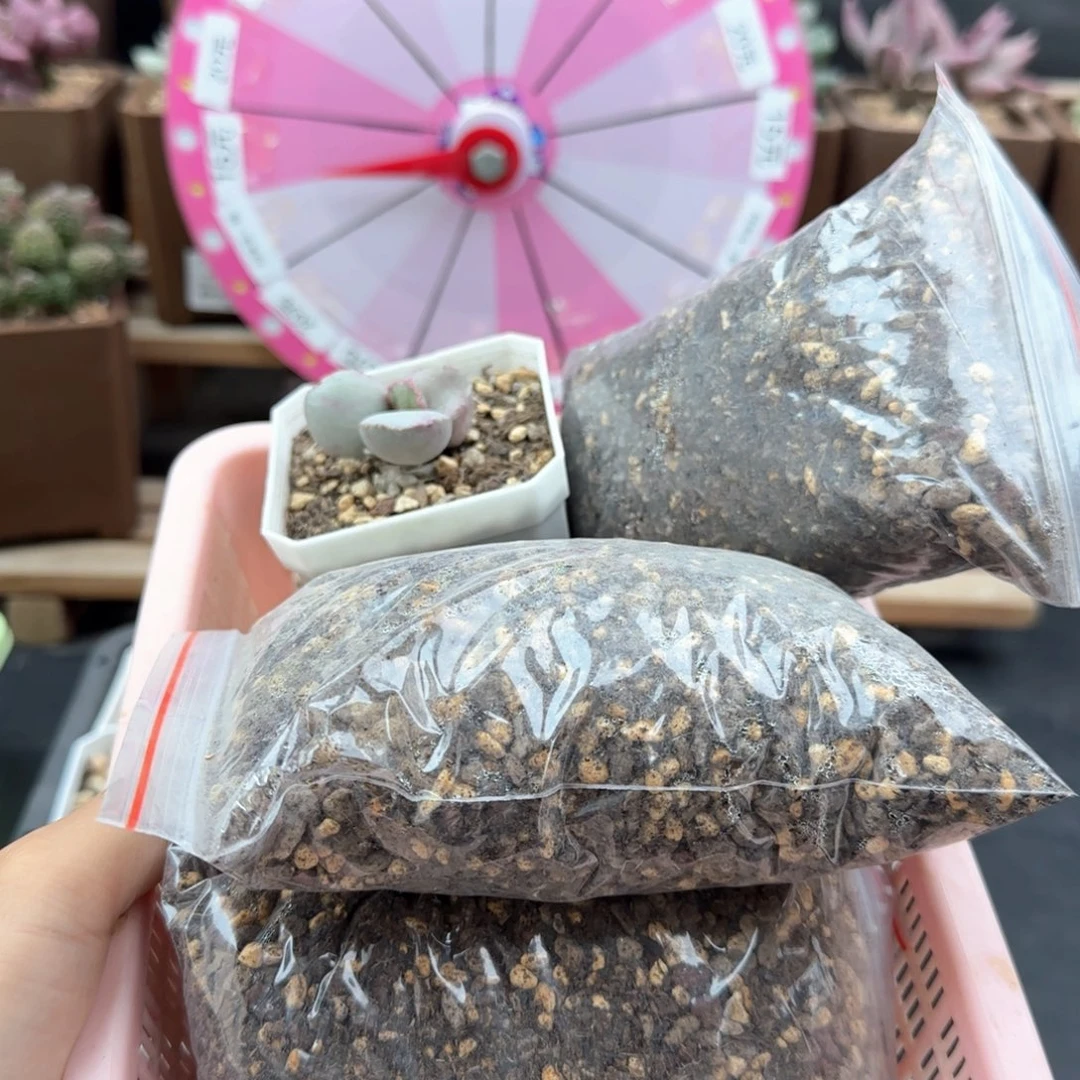 莹****球770实生土四包多肉