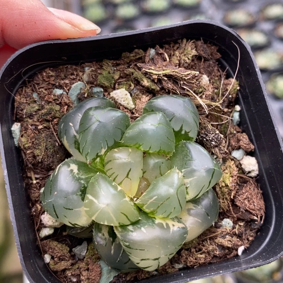 自***哥水中月玉露锦一物一图