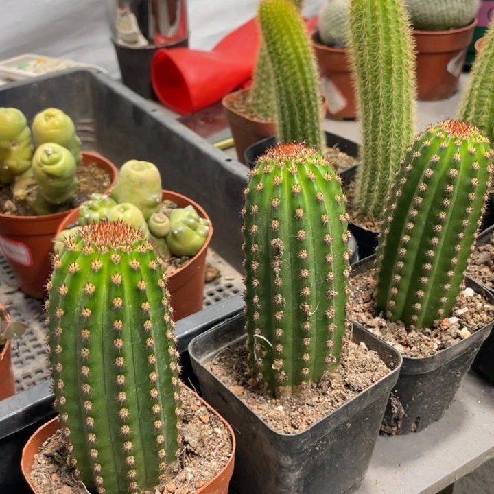 进口金妞金1自根一杯12.8