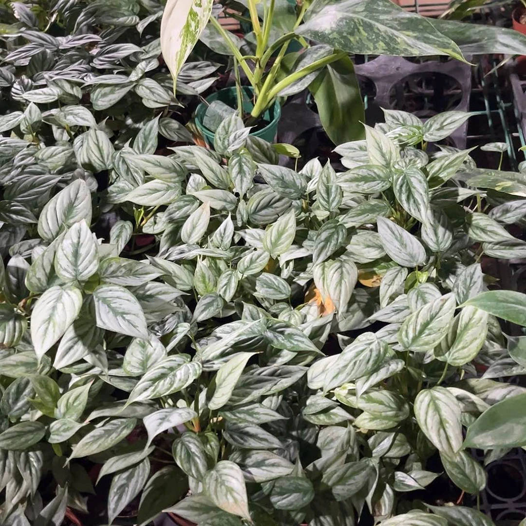 无花朵索迪罗蔓绿绒
