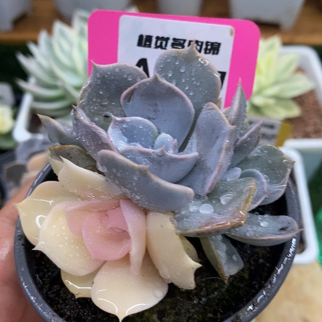 128双子座四头哈哈哈哈哈