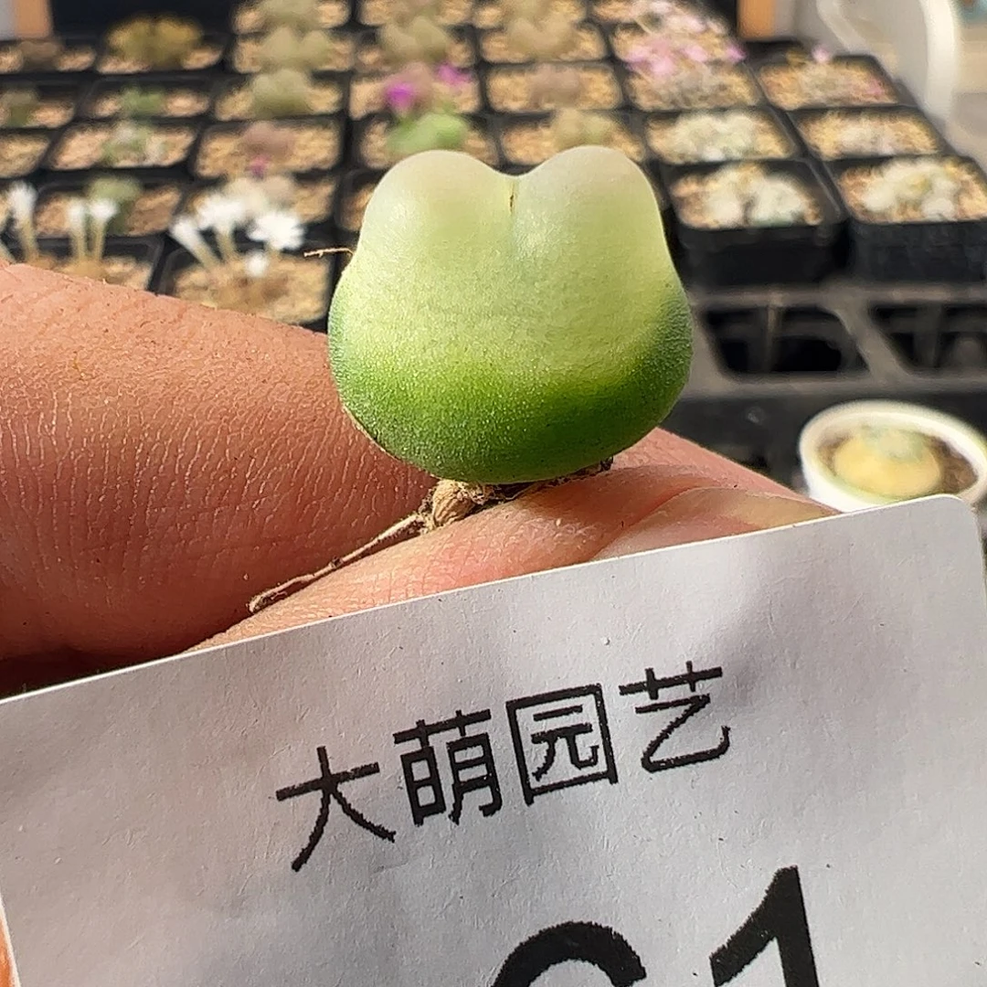 一物一拍。        661