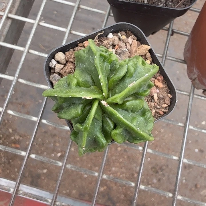 实生核桃单头4仙人球