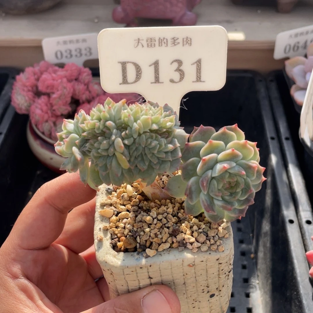 131冰魄缀不带盆9厘米