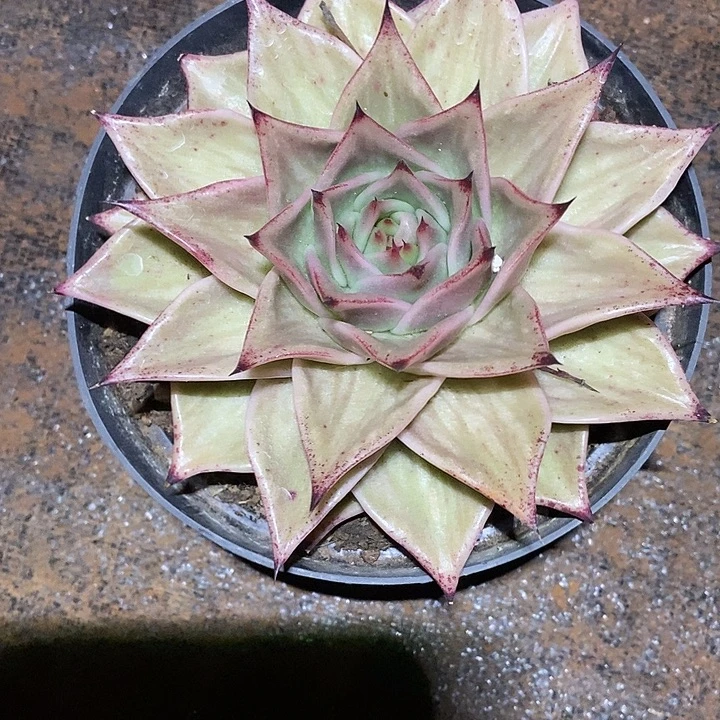 向***笑虎皮星星锦6