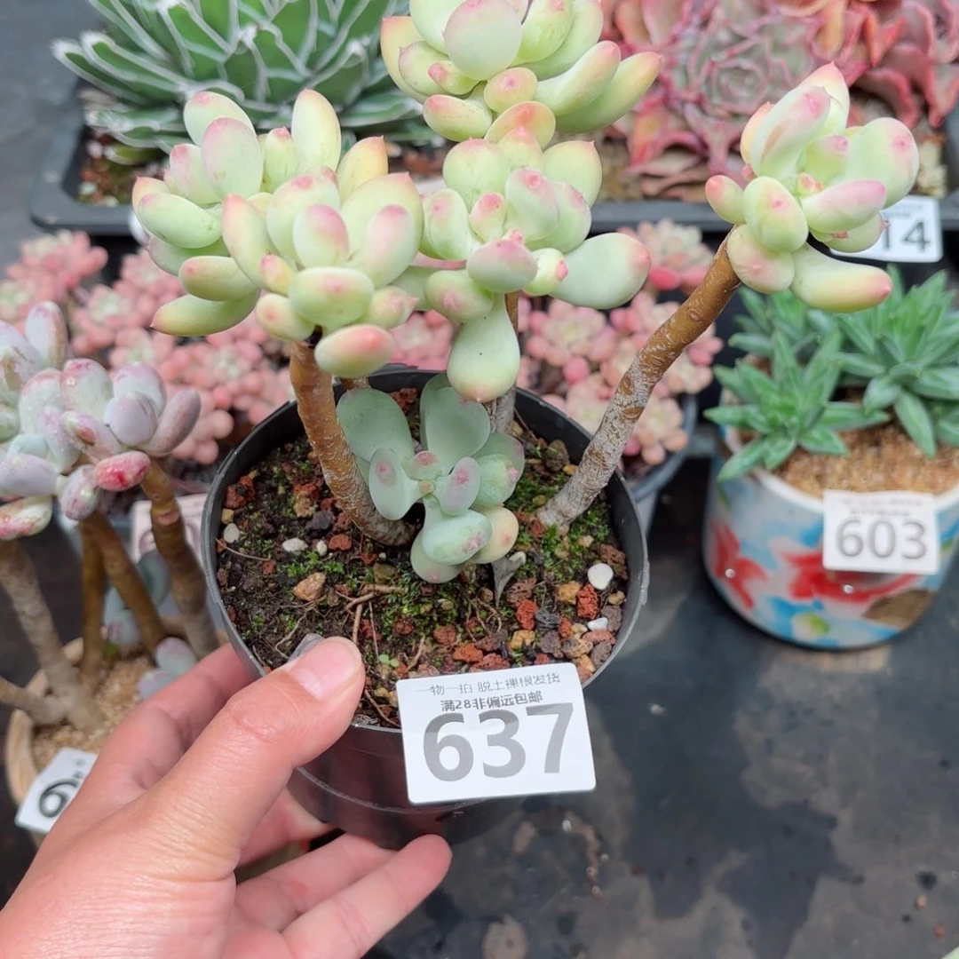 苹果奶老桩无盆土发货