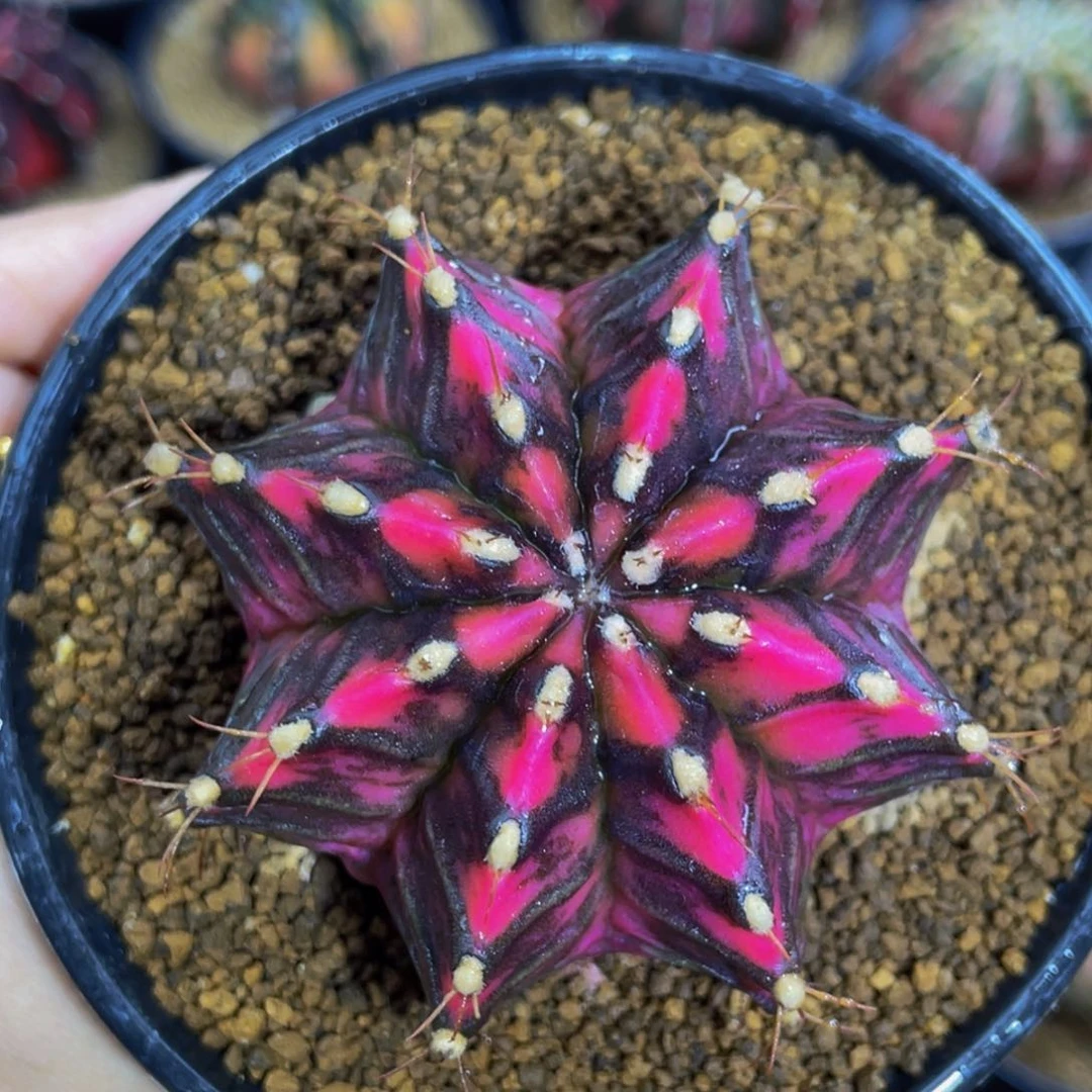 米哈星球000000000056999