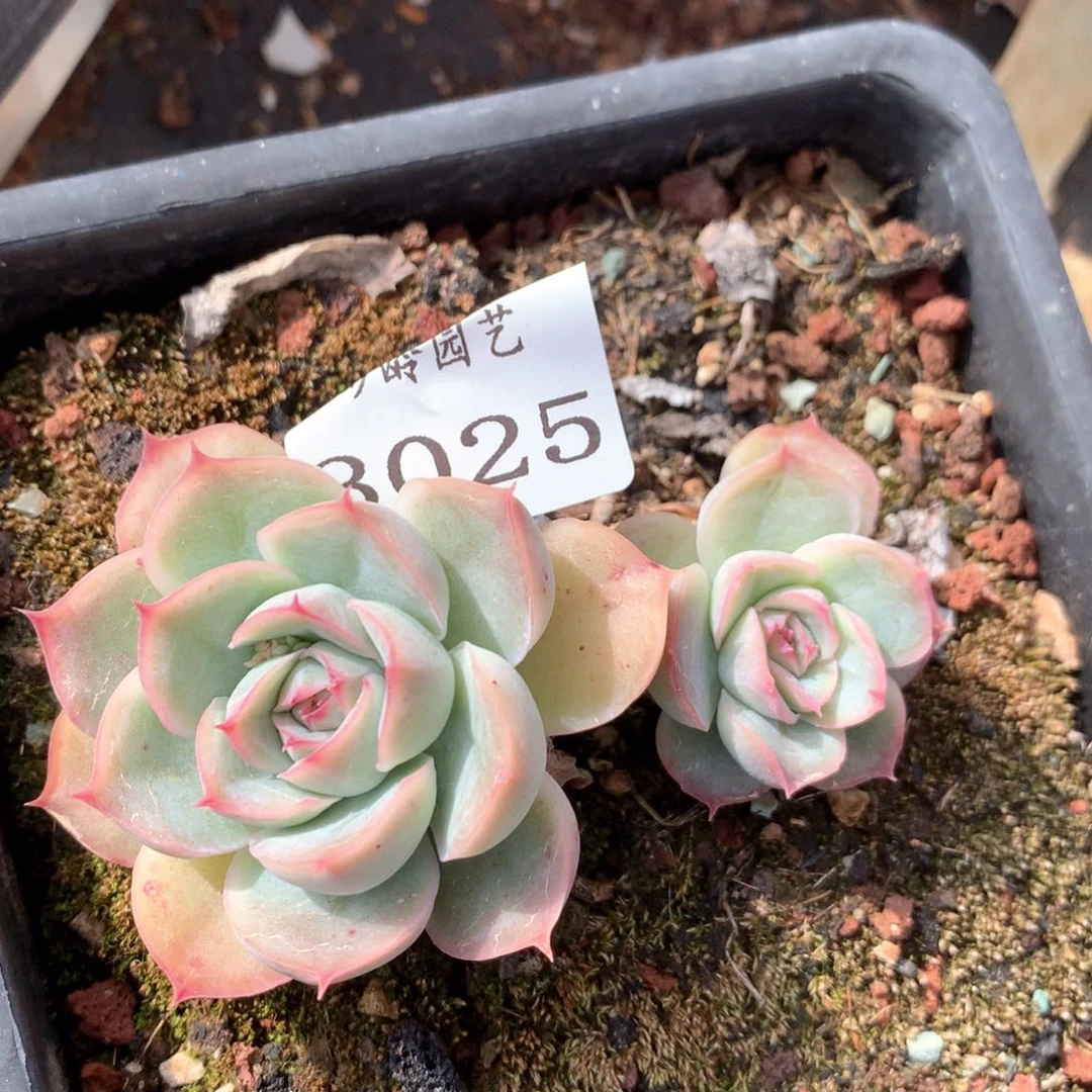 A*i3025杂交多肉植物