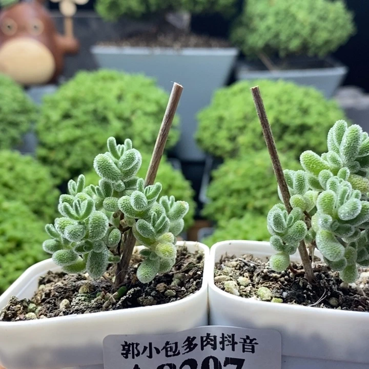 哇***咔实生冰晶组合8207