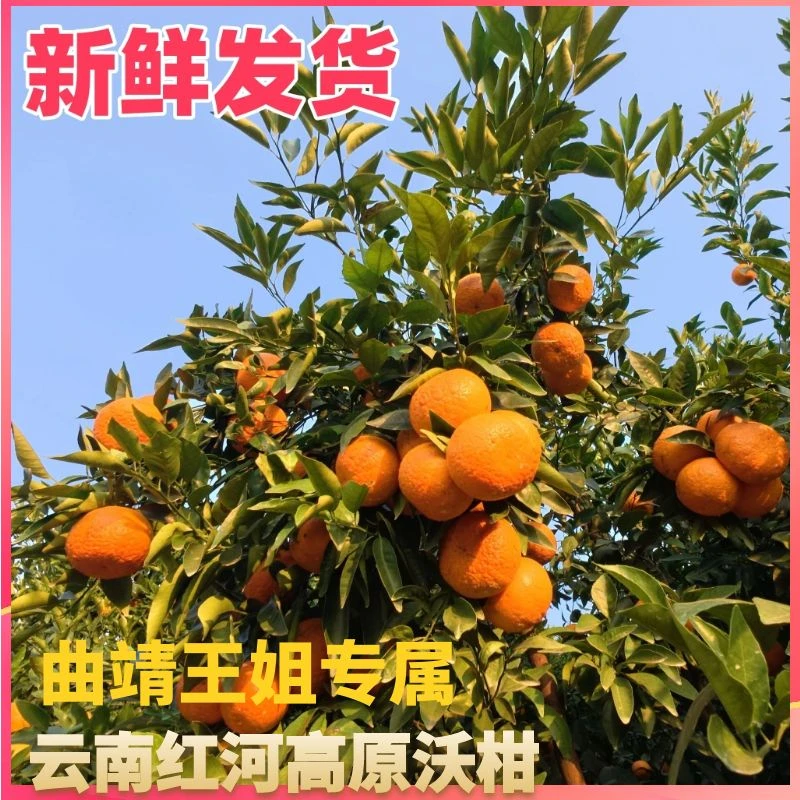 【曲靖王姐专属】云南高原沃柑当季水果果园新鲜发货皮薄多汁