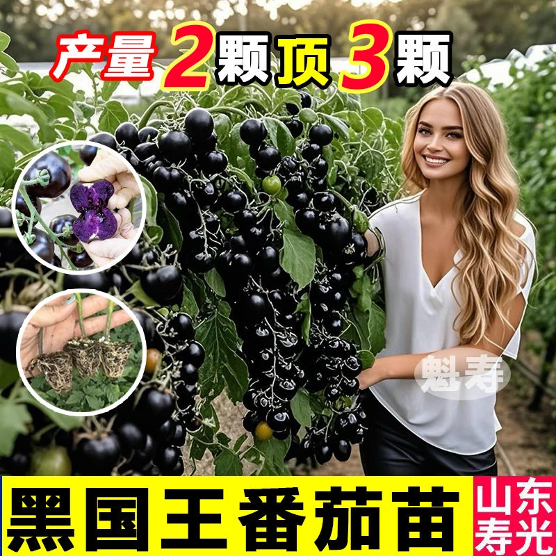 超甜糖水炸弹黑珍珠番茄秧苗带土黑樱桃西红柿圣女果种子四季盆栽