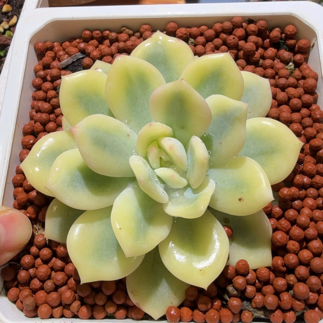 橙梦露锦宽覆轮锦一颗