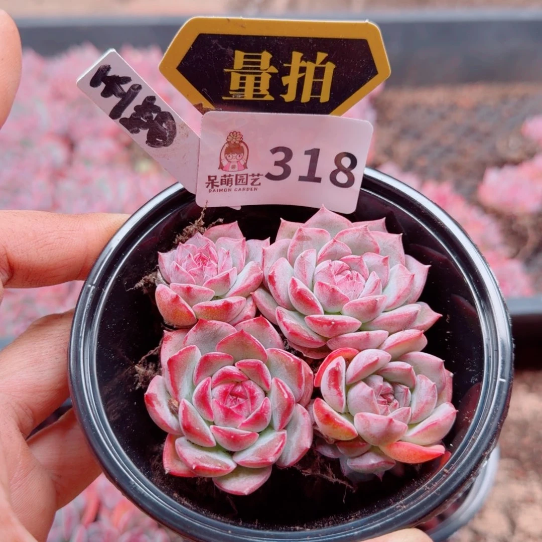 多肉植物多肉植物