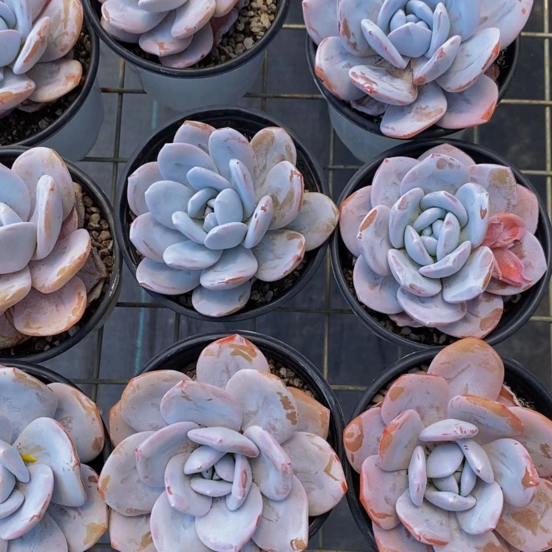 32-精品宽叶母本雪莲单头买一送一