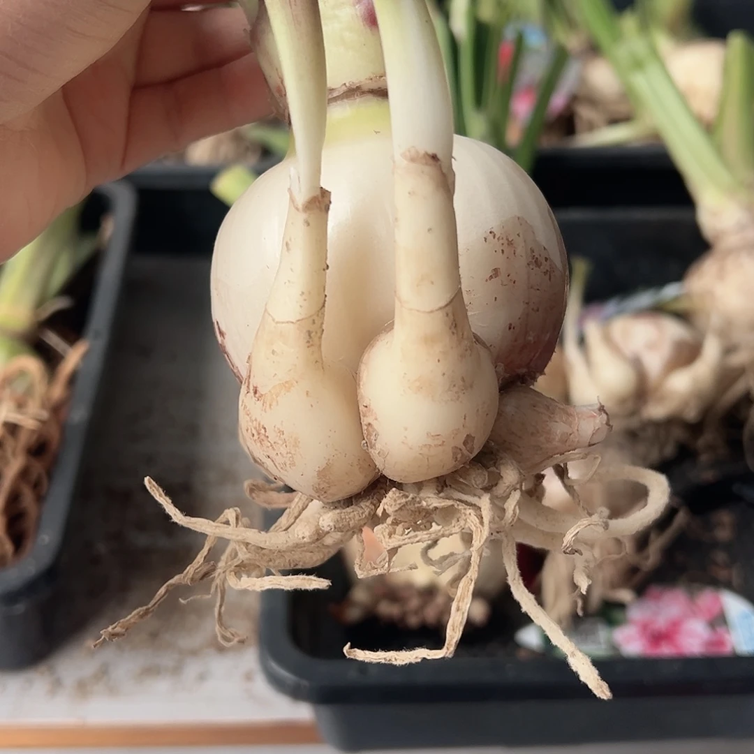 完全开放光羽仙子7厘米带3侧坨，包对版不包后期养护。